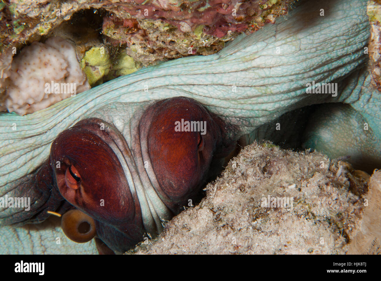 Big Red, octopus Octopus cyaneus, mollusques Cephalopoda, Charm el-Cheikh, Egypte Banque D'Images