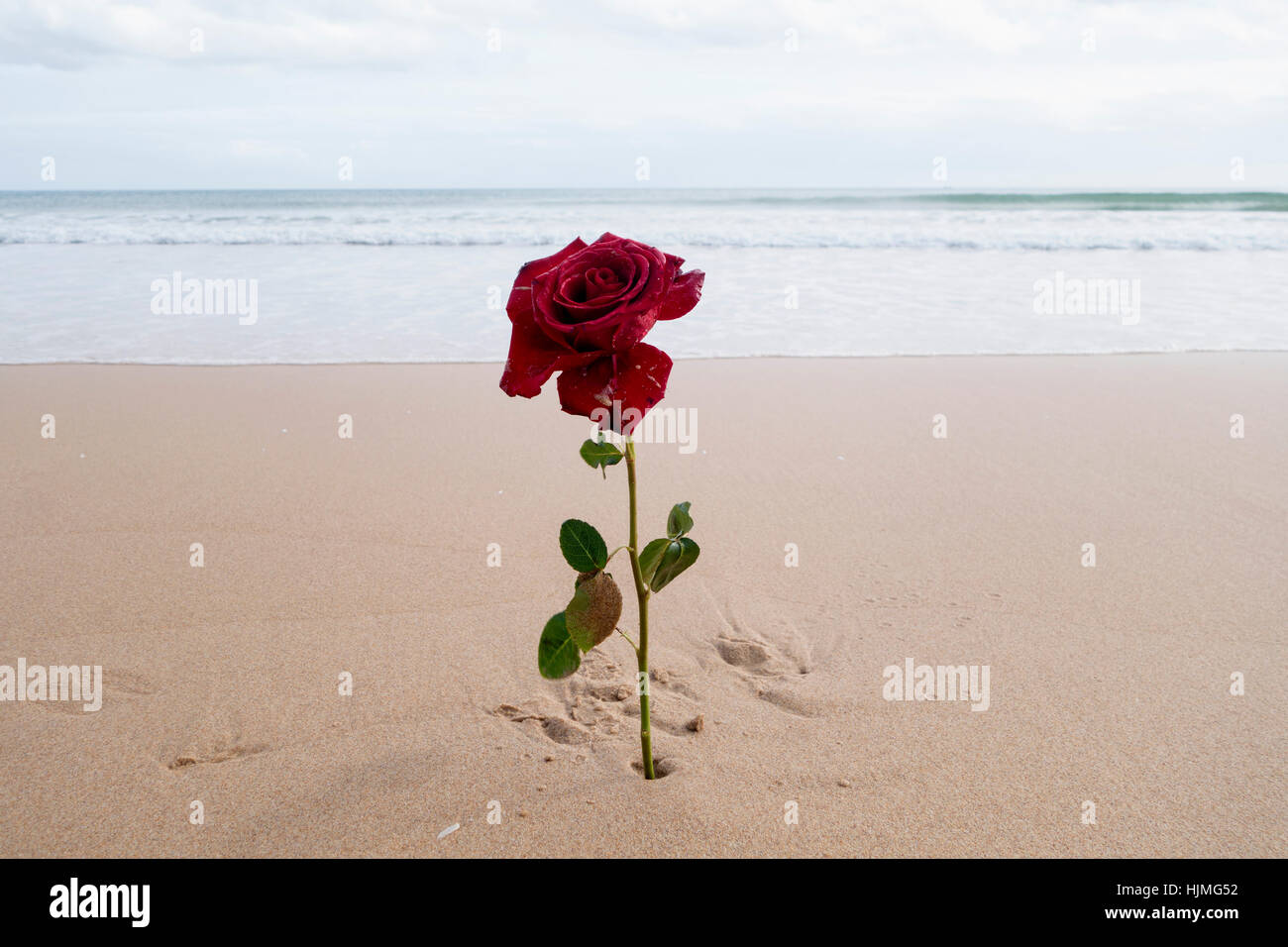 Rose rouge sur la plage Banque D'Images