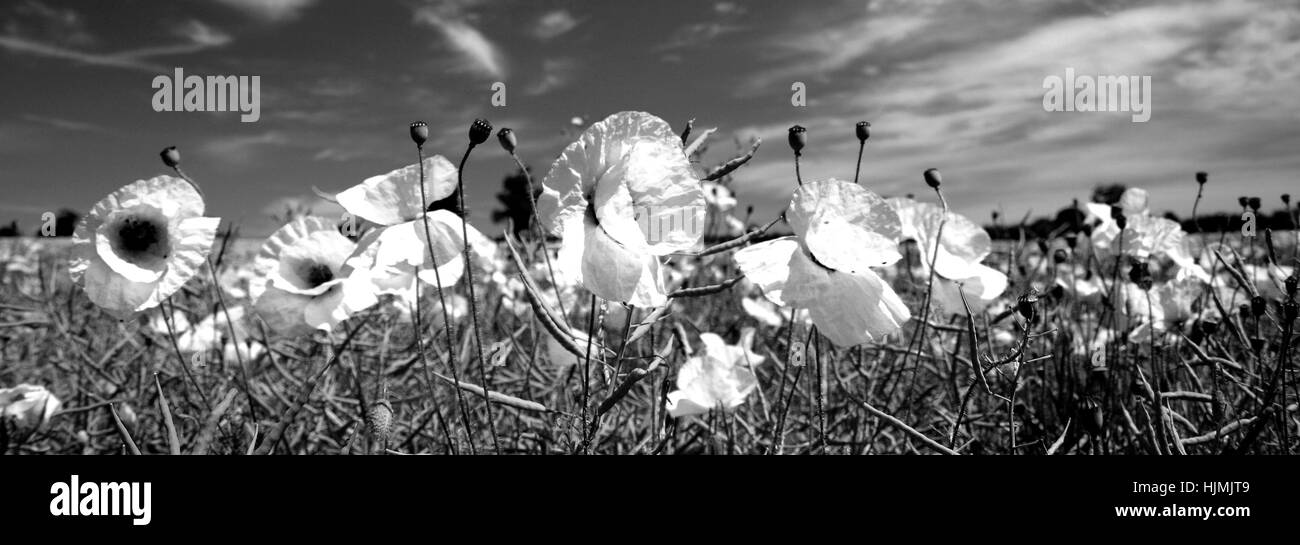 Des champs de pavot, Castle Acre village, North Norfolk, England, UK Banque D'Images