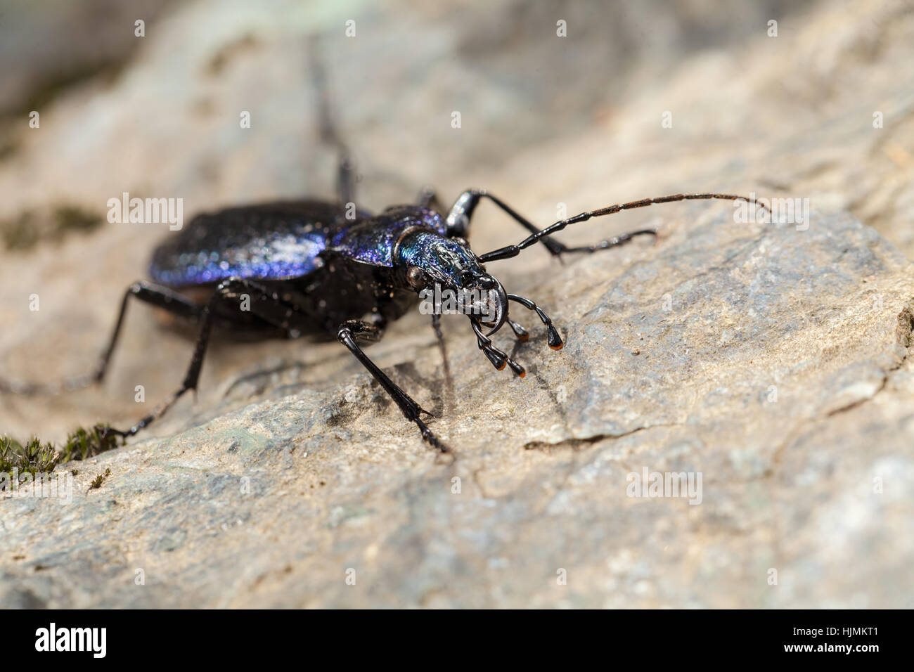 L'insecte le plus rapide sur le monde dans la nature, remarque profondeur  de champ Photo Stock - Alamy