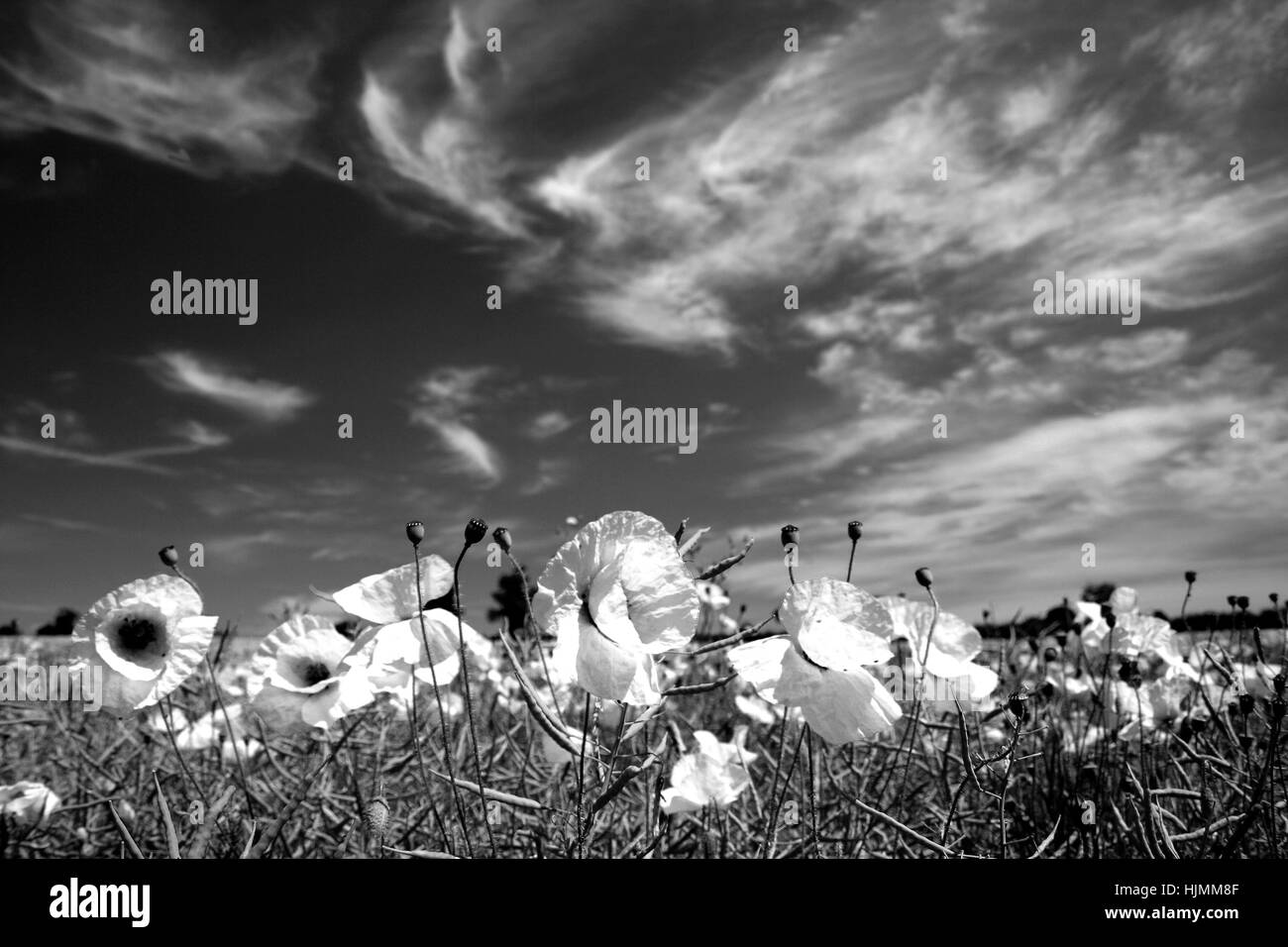 Des champs de pavot, Castle Acre village, North Norfolk, England, UK Banque D'Images