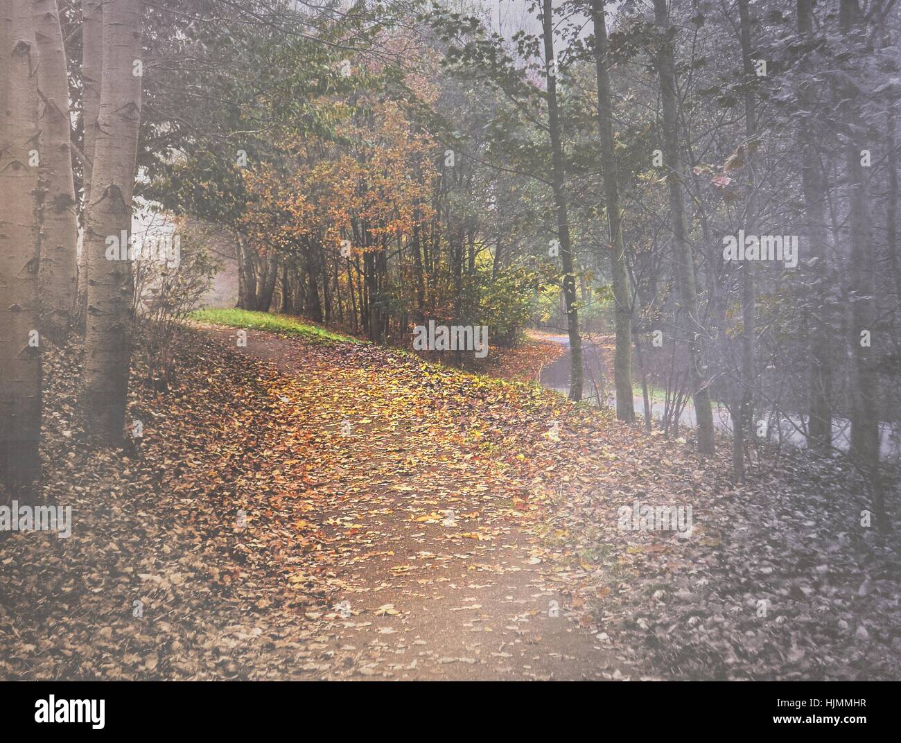 L'automne brumeux woods avec chemin de terre couverts de feuilles Banque D'Images