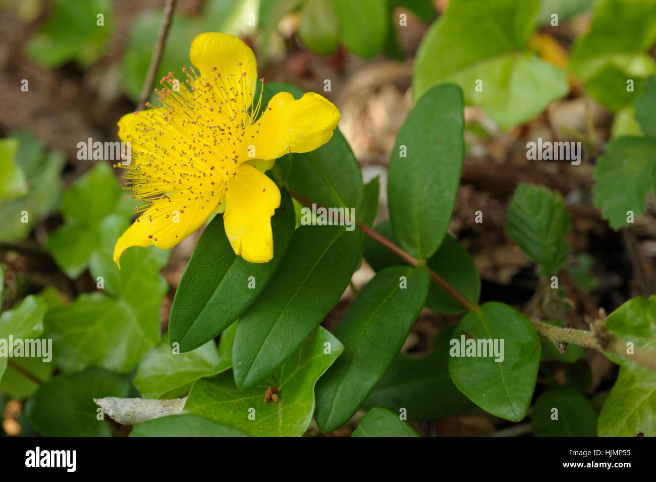 Rose-of-Sharon, Hypericum calycinum Banque D'Images