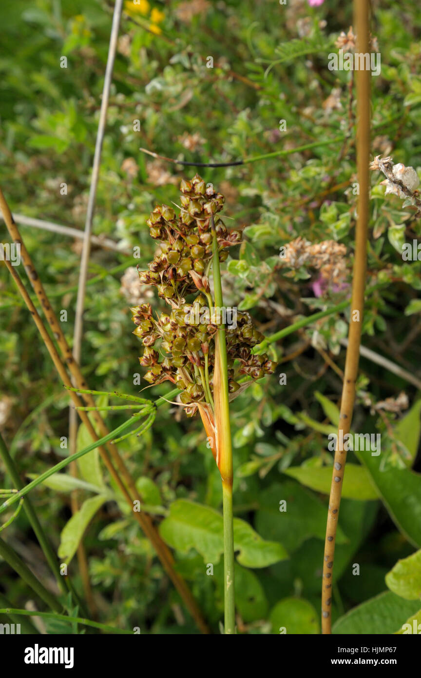 Rush, Juncus acutus Sharp Banque D'Images