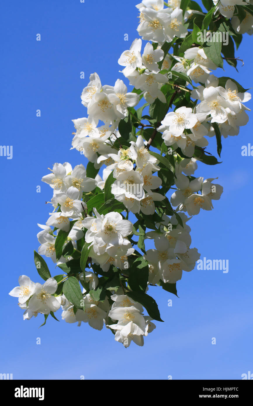 Blossoming brindille de Jasmine libre contre un ciel bleu vertical. Banque D'Images