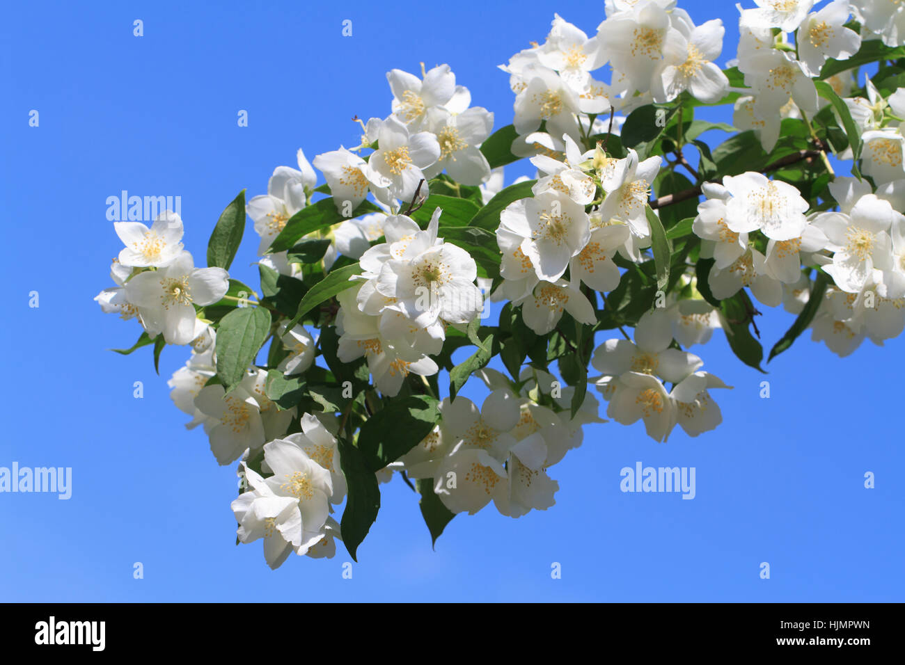 Blossoming brindille de Jasmine libre contre un ciel bleu Banque D'Images