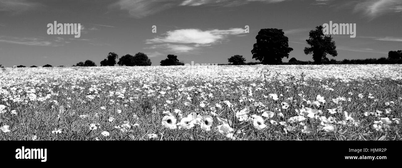 Des champs de pavot, Castle Acre village, North Norfolk, England, UK Banque D'Images