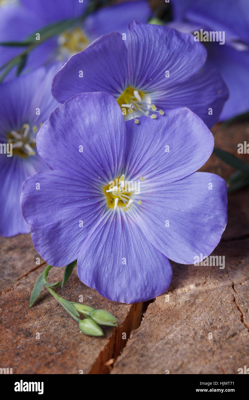 Belles fleurs de lin bleu macro sur une vieille planche de bois vertical. Banque D'Images