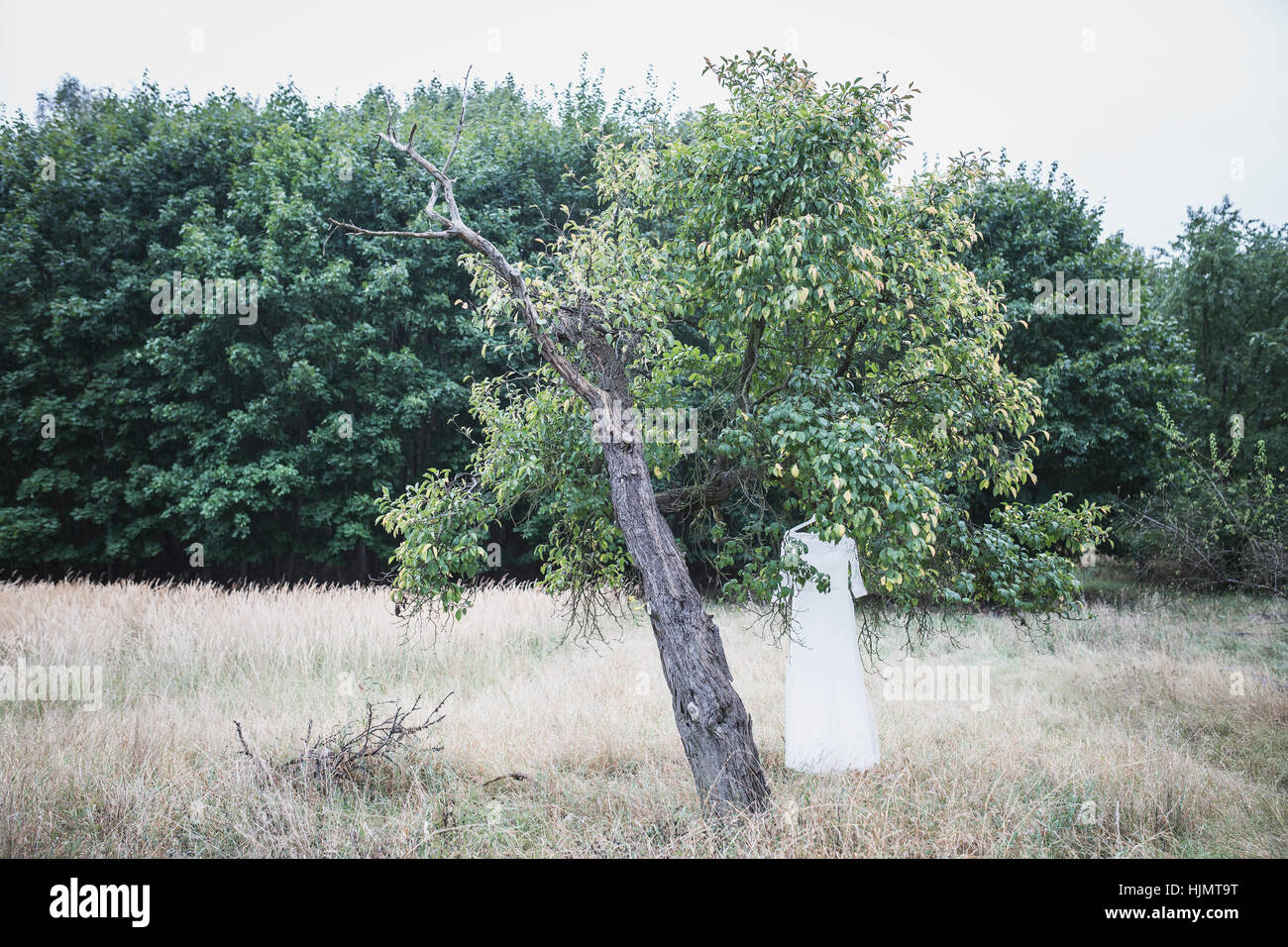Robe de mariage hanging in tree Banque D'Images