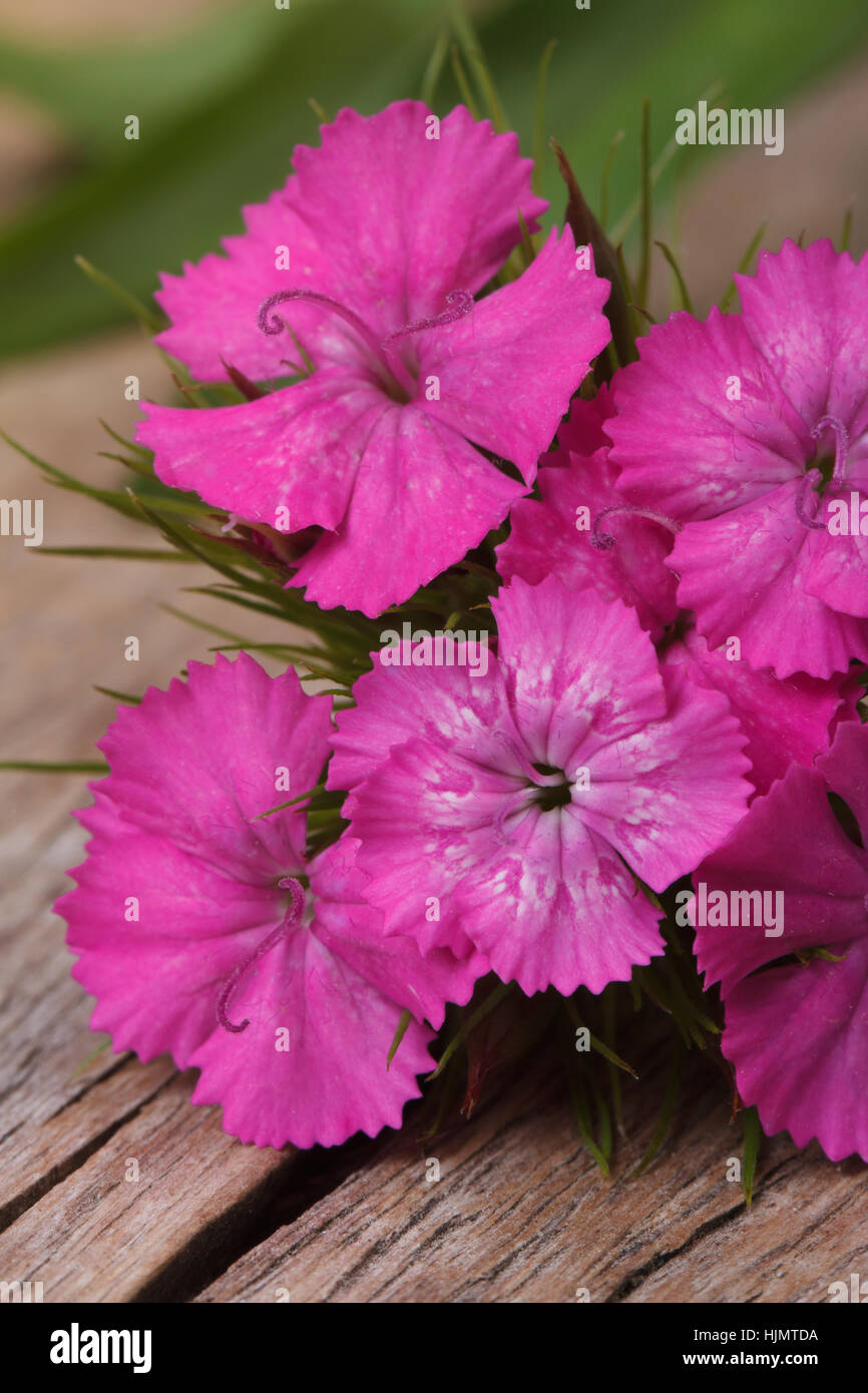 Dianthus barbatus fleurs roses sur la table en bois libre verticale. Banque D'Images