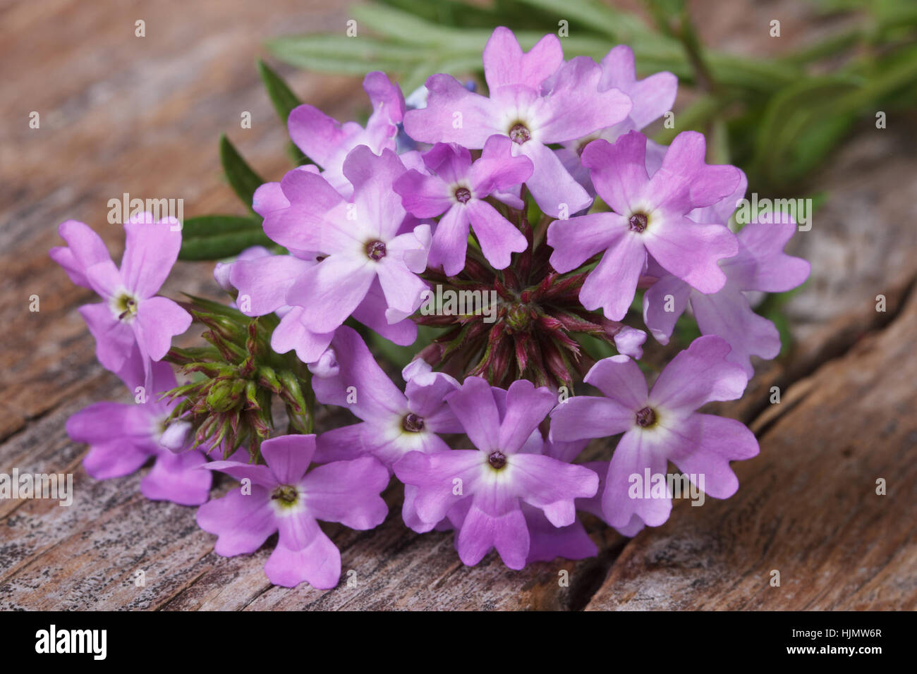 Verveine fleurs sur la table horizontale gros plan Banque D'Images