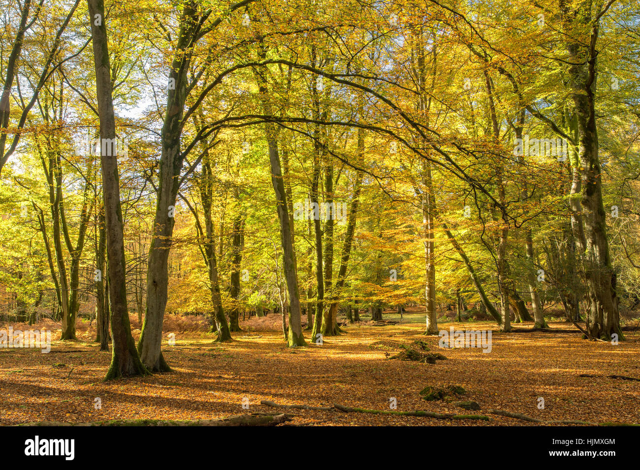 Couleurs d'automne, forêt de hêtres, New Forest, Hampshire Banque D'Images