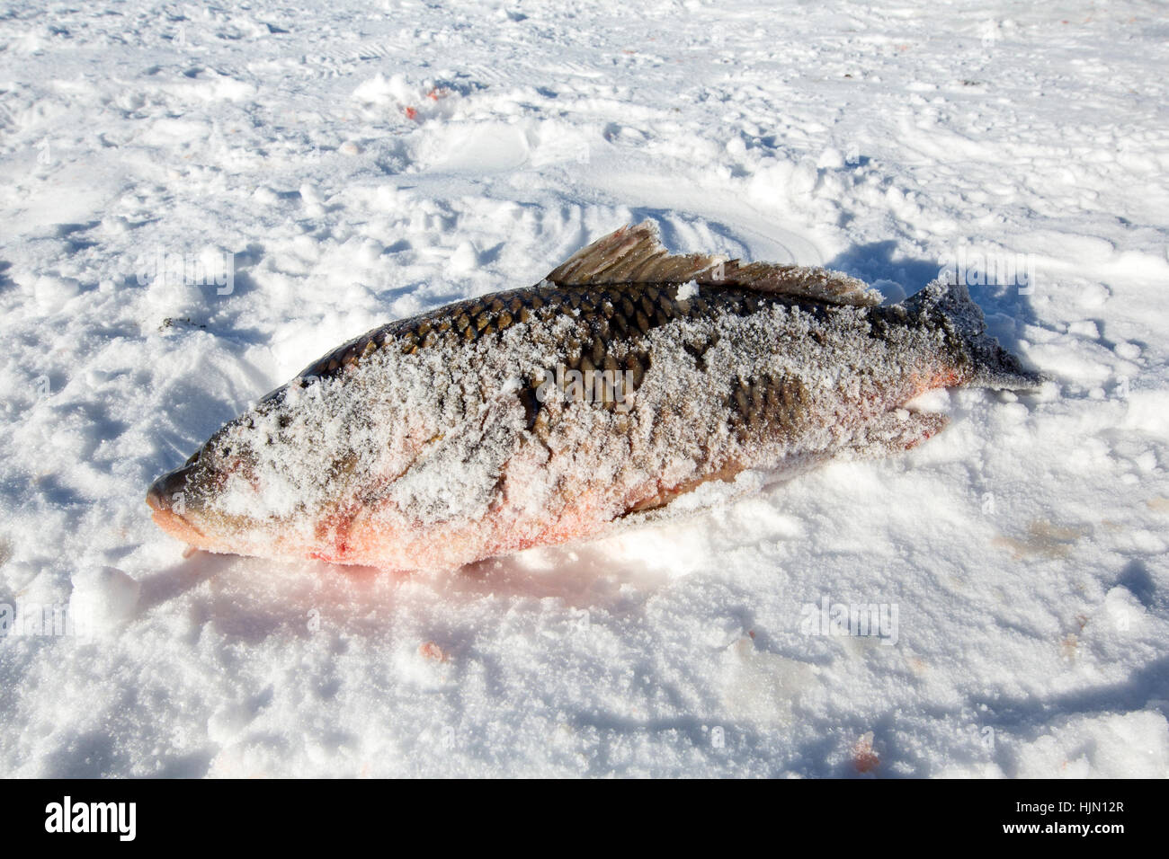 Poisson carpe morte sur le lac gelé Cildir dans Ardahan ville de Turquie. Banque D'Images