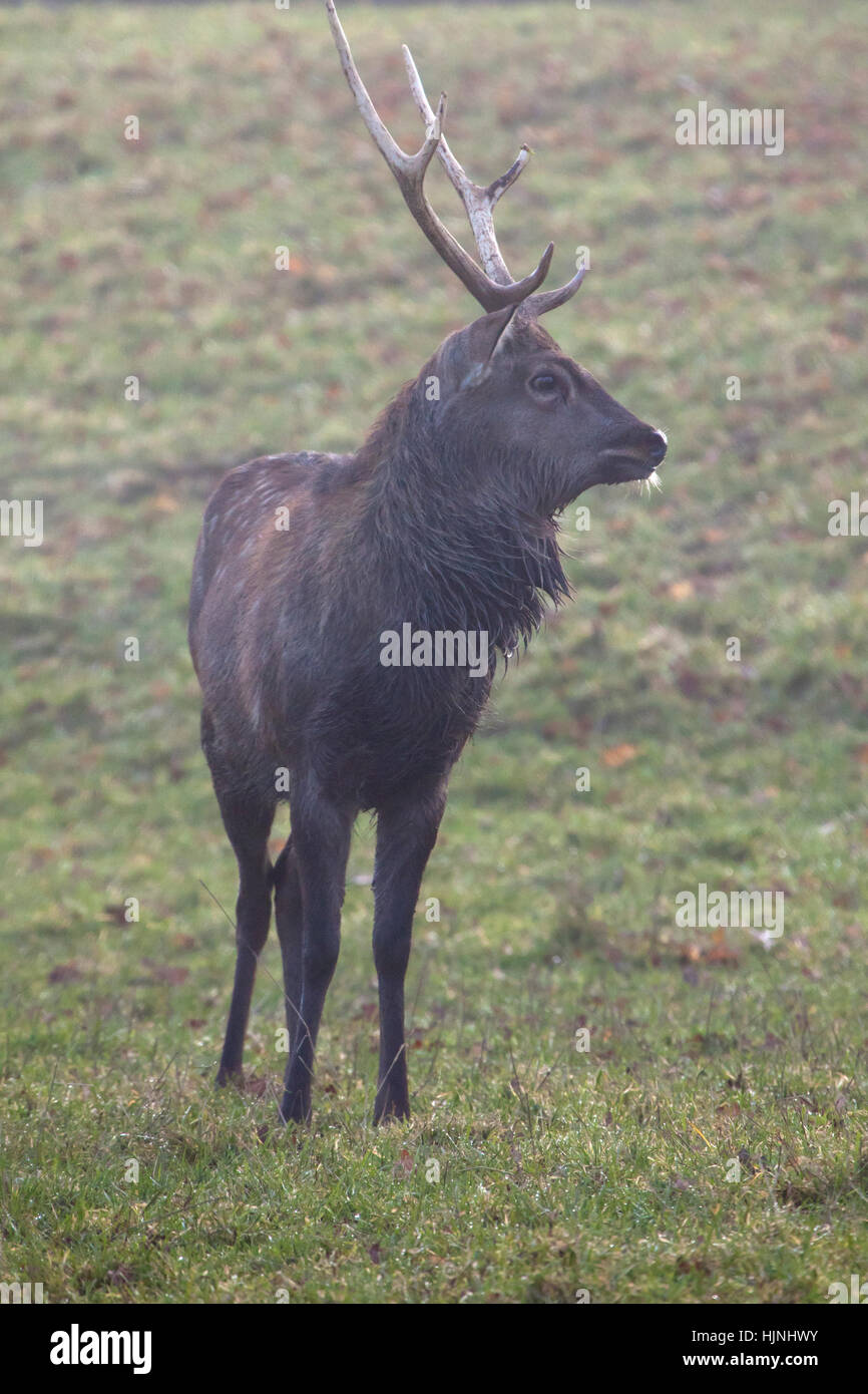 Un Indien Hog Deer Stag debout dans un champ Banque D'Images
