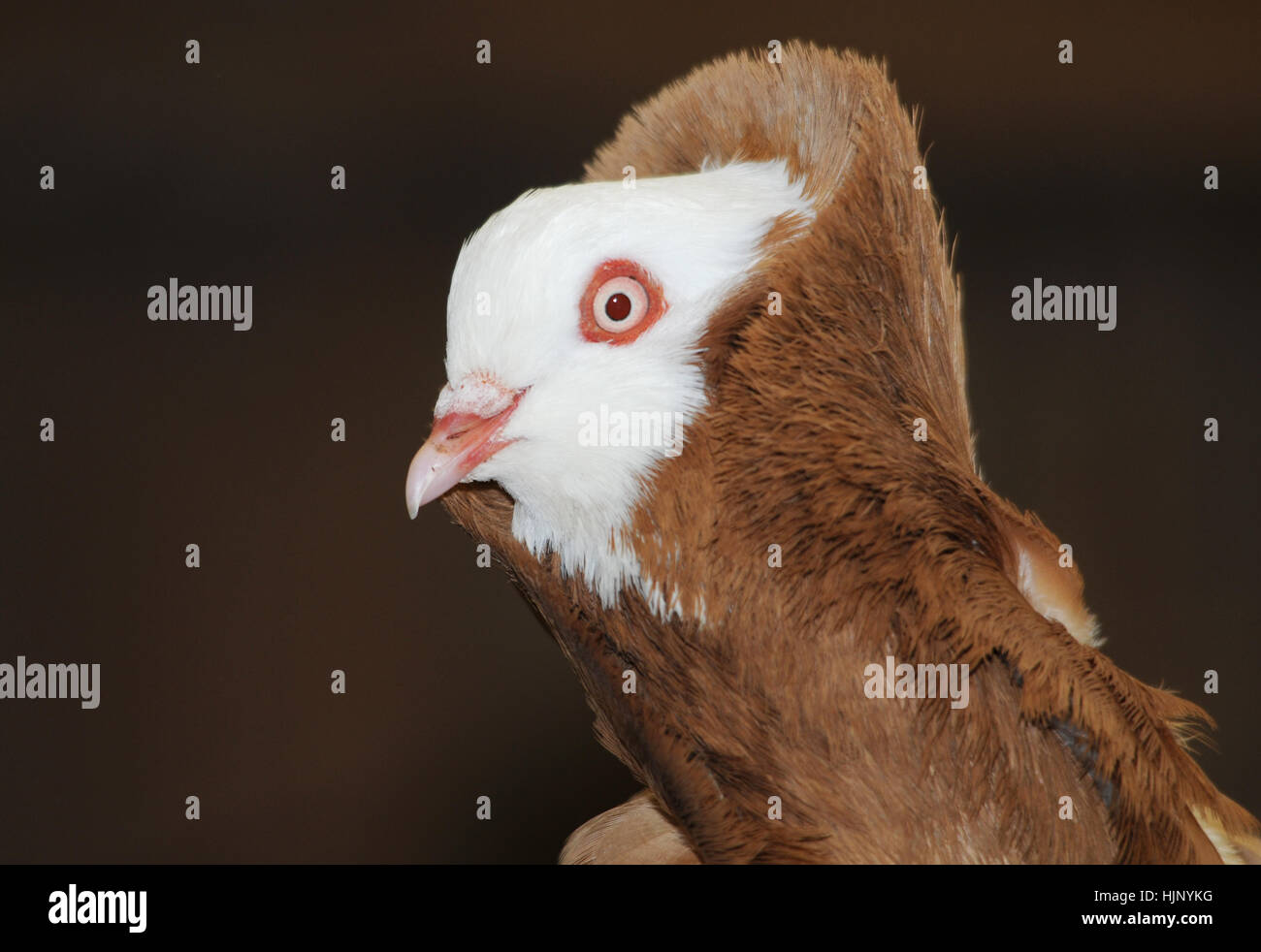 Ancien capucin hollandais Banque D'Images