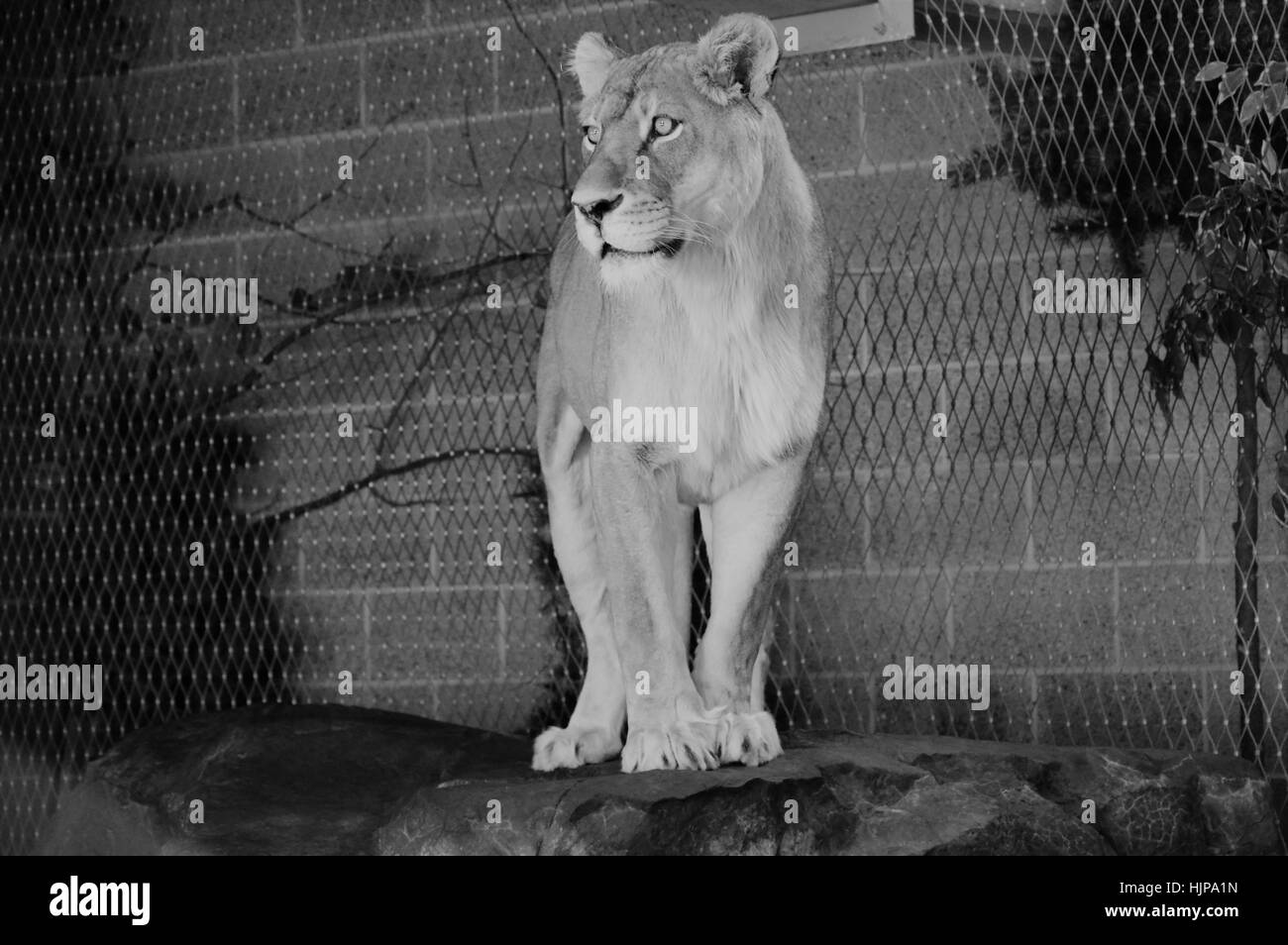 Lionne Banque D'Images