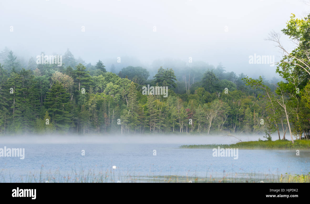 Le brouillard et la brume se lève tout autour, une fraîche engloutissant partiellement caduques au bord de la forêt de l'Est de l'Ontario à un lac. Banque D'Images