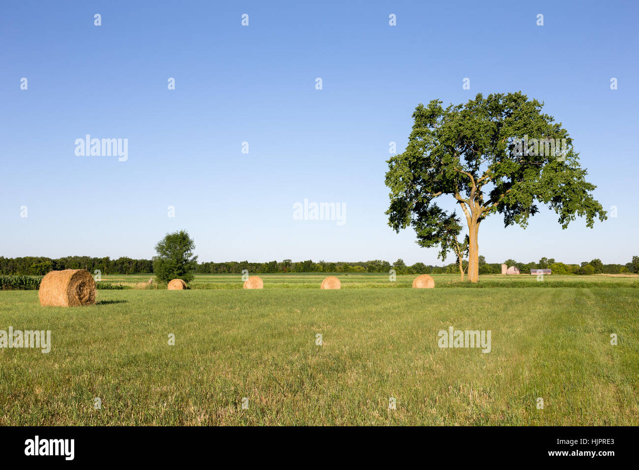 Golden bottes de foin dans un champ vert sous un grand arbre avec une ferme dans l'arrière-plan lointain. L'espace de copie dans le ciel si nécessaire. Banque D'Images