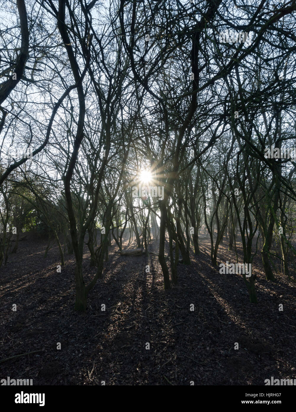 Soleil à travers des arbres starburst Milton Park Cambridge Cambridgeshire 2017 Banque D'Images