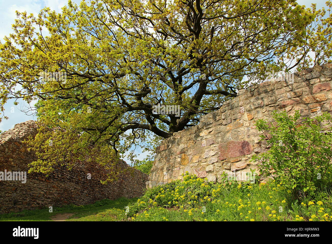 Ruine schauenburg sur dossenheim nordbaden, Banque D'Images