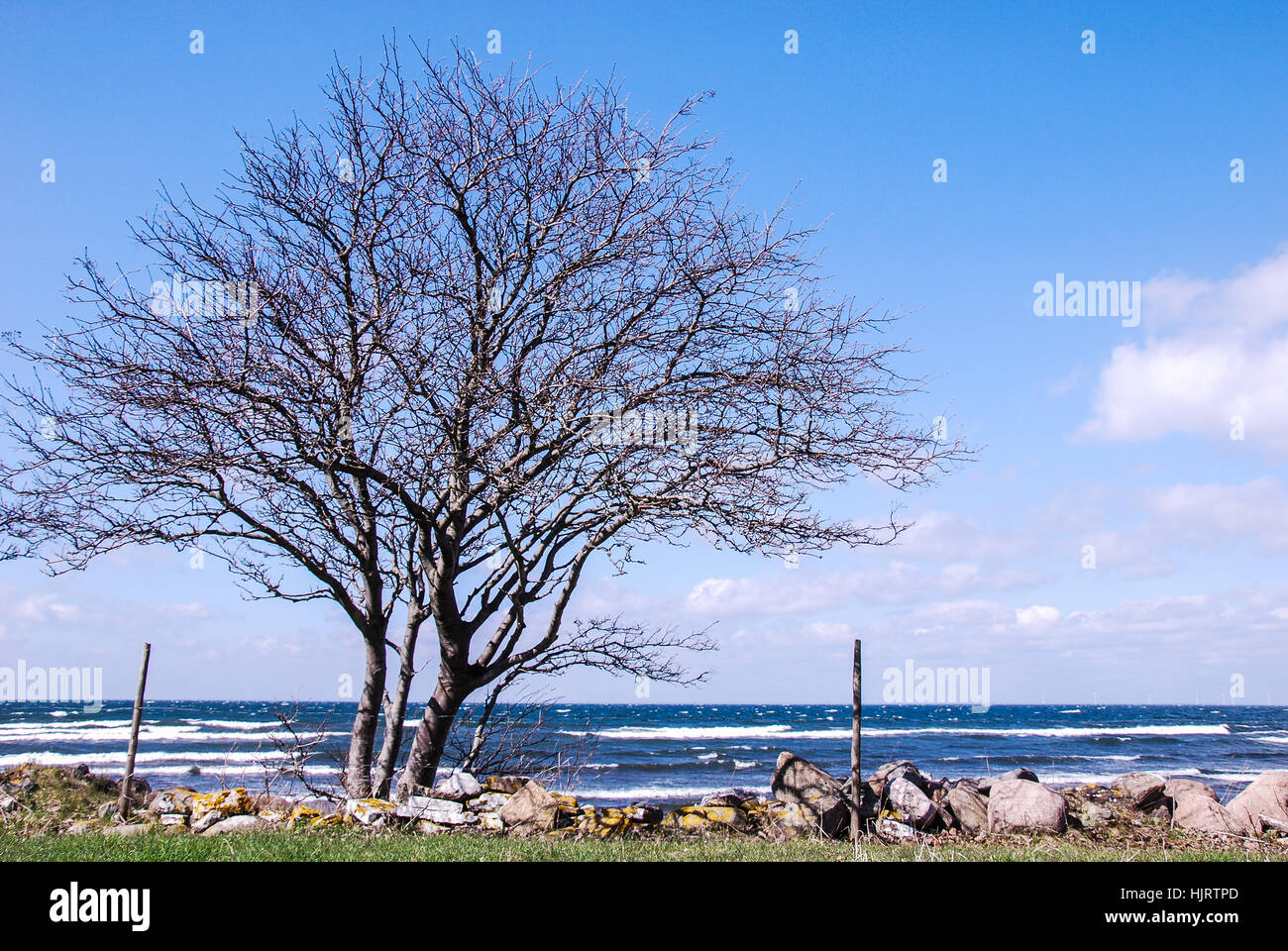 Arbre, Suède, mousse, eau, la mer Baltique, l'eau salée, la mer, océan, littoral, Banque D'Images