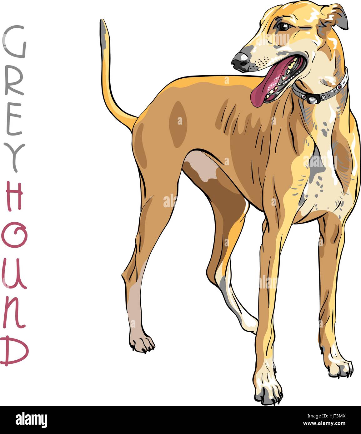 Race de chien Greyhound vecteur Illustration de Vecteur