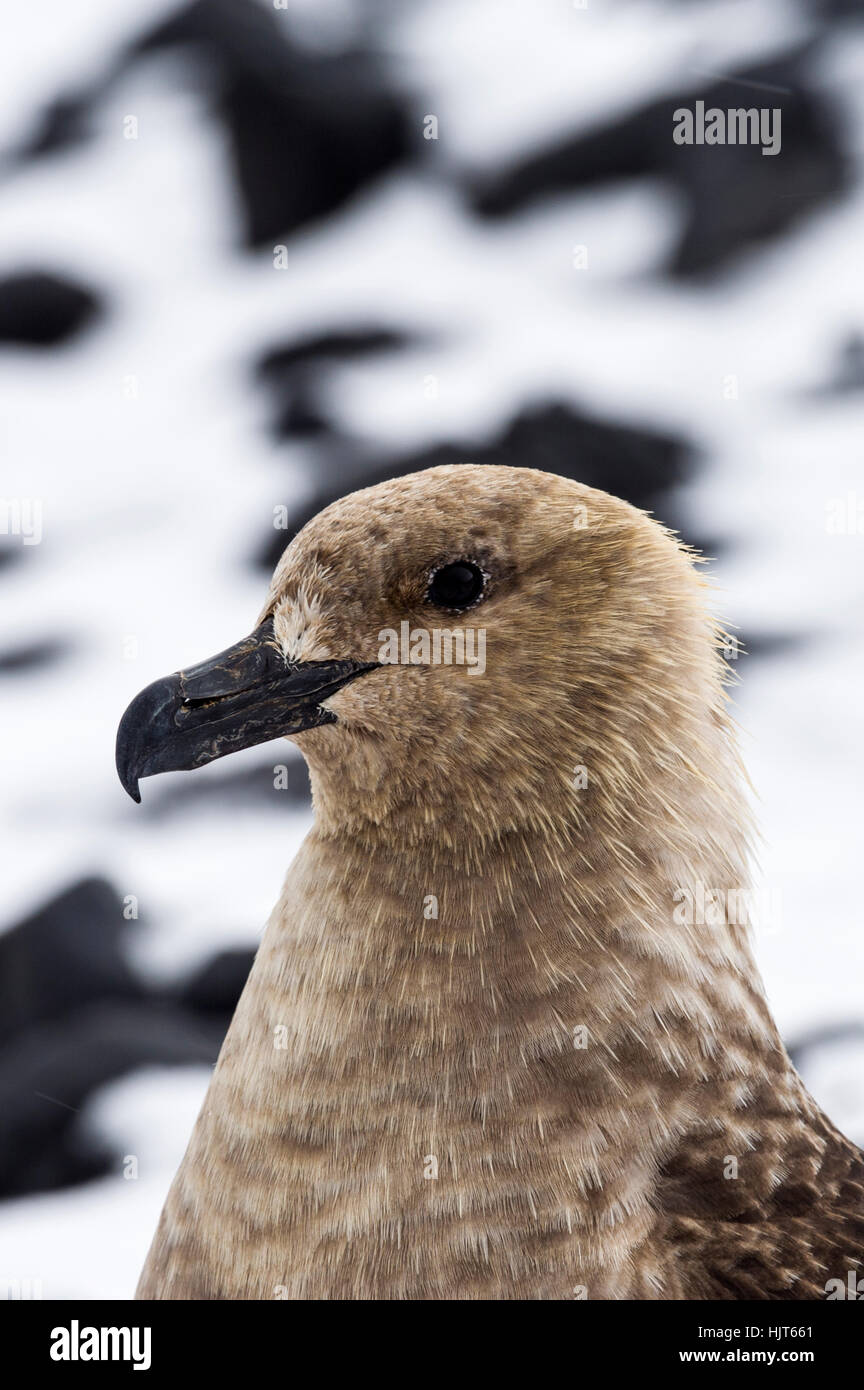 Le puissant bec crochu d'un Polar Skua du Sud. Banque D'Images