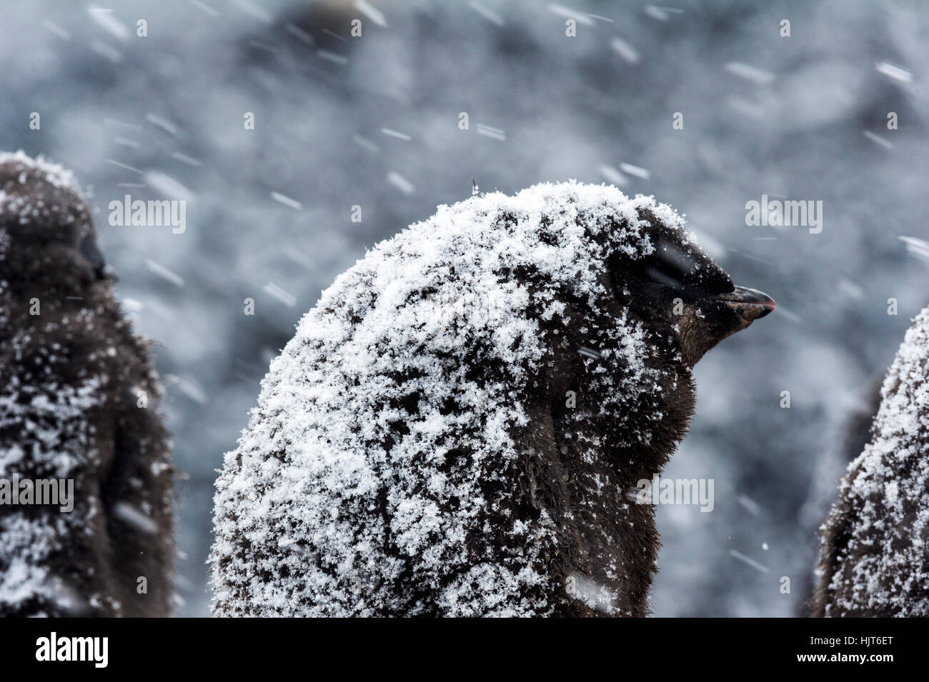 A fluffy Adelie Penguin chick couvertes de neige pendant une tempête de neige en Antarctique. Banque D'Images