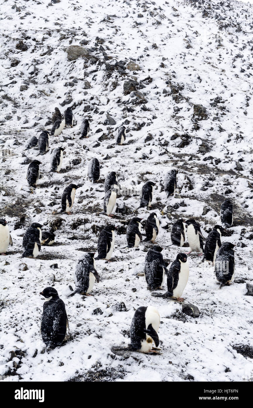 Une colonie de manchots Adélie lors d'une tempête de neige sur une île de l'Antarctique. Banque D'Images
