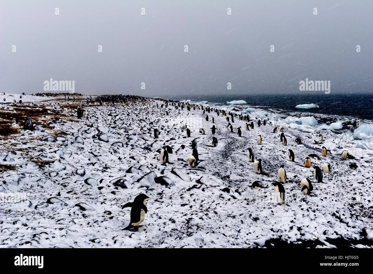 Une colonie de manchots Adélie lors d'une tempête de neige sur une île de l'Antarctique. Banque D'Images