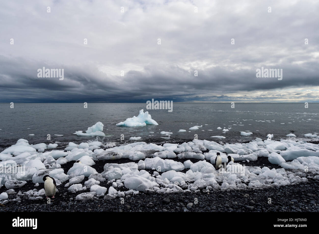 Blocs de glace d'un glacier se rassemblent le long d'une plage volcanique dans l'Antarctique. Banque D'Images