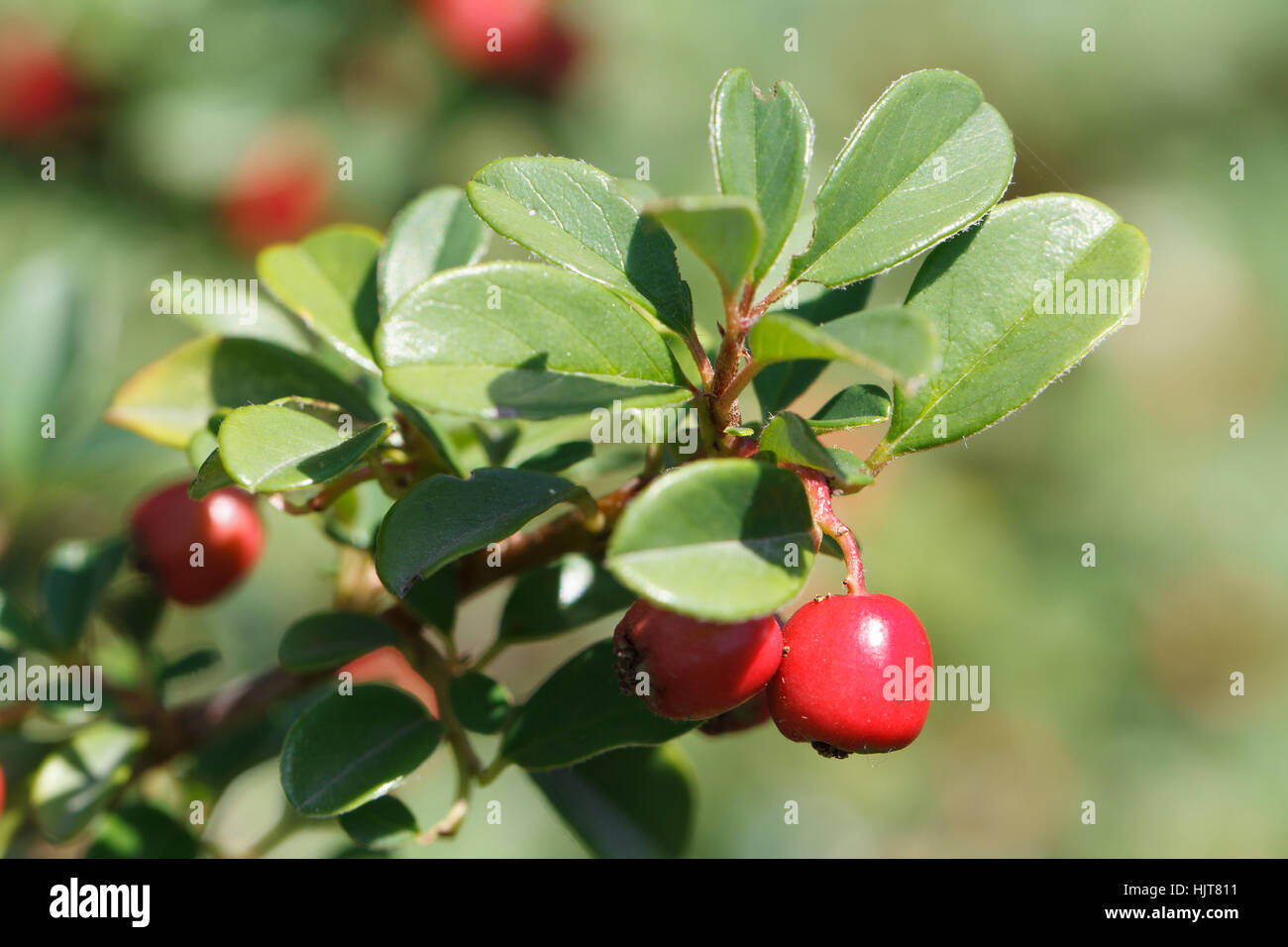 Arbuste avec des baies d'airelles rouges horizontales à l'extérieur closeup Banque D'Images