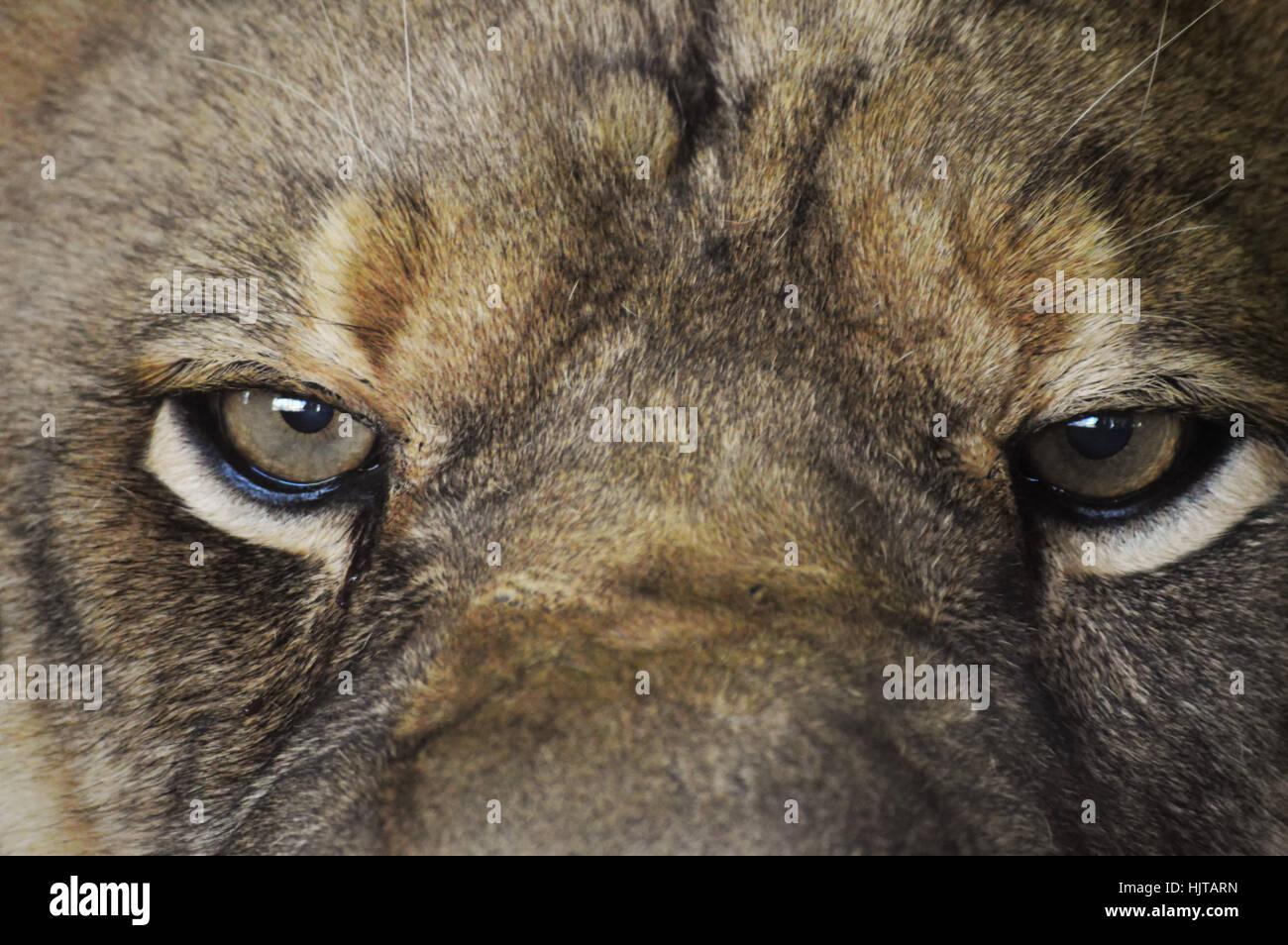 Yeux de Lion Banque D'Images