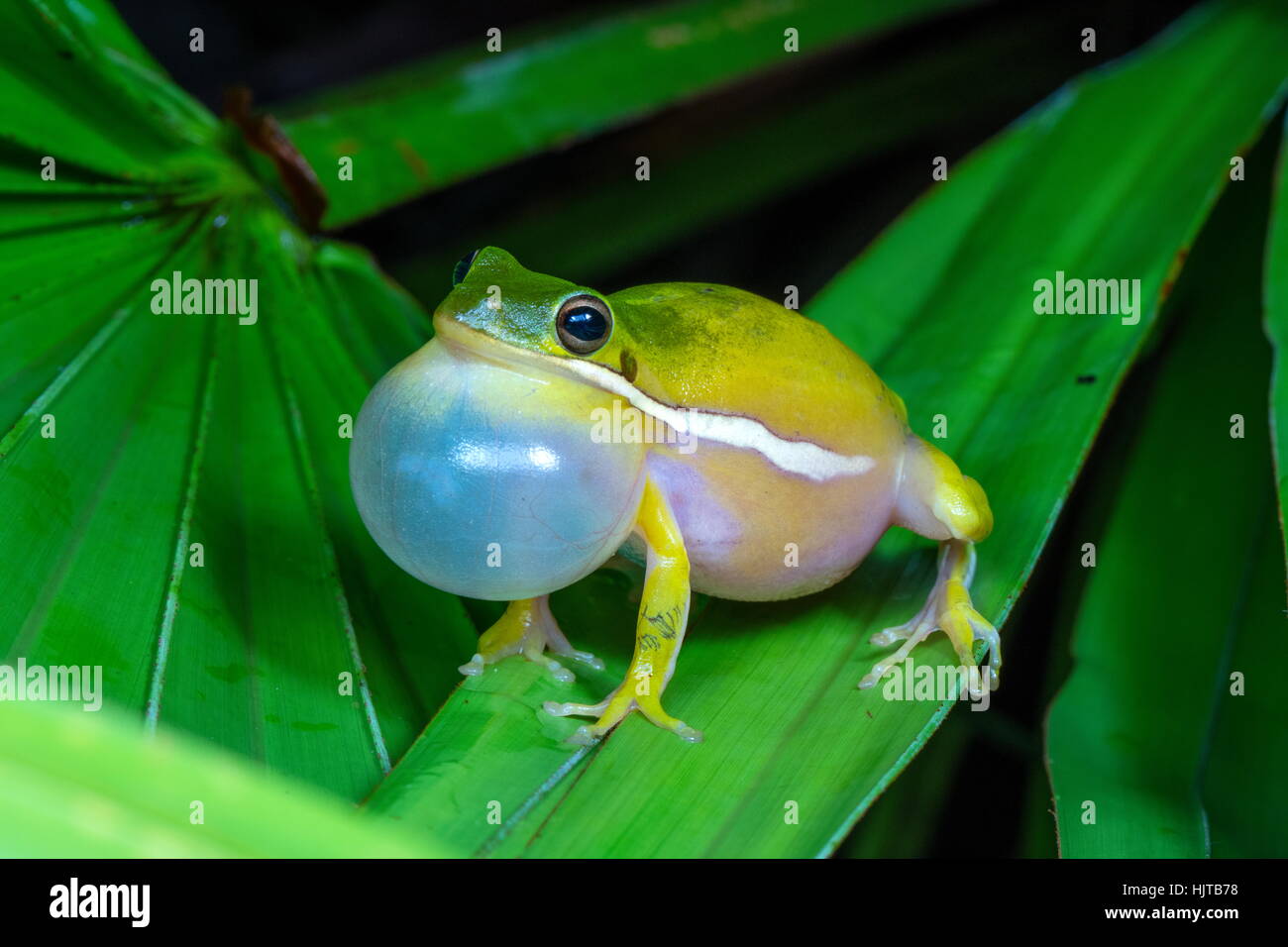 Un mâle American rainette verte, Hyla cinerea, appelant pour attirer mate. Banque D'Images