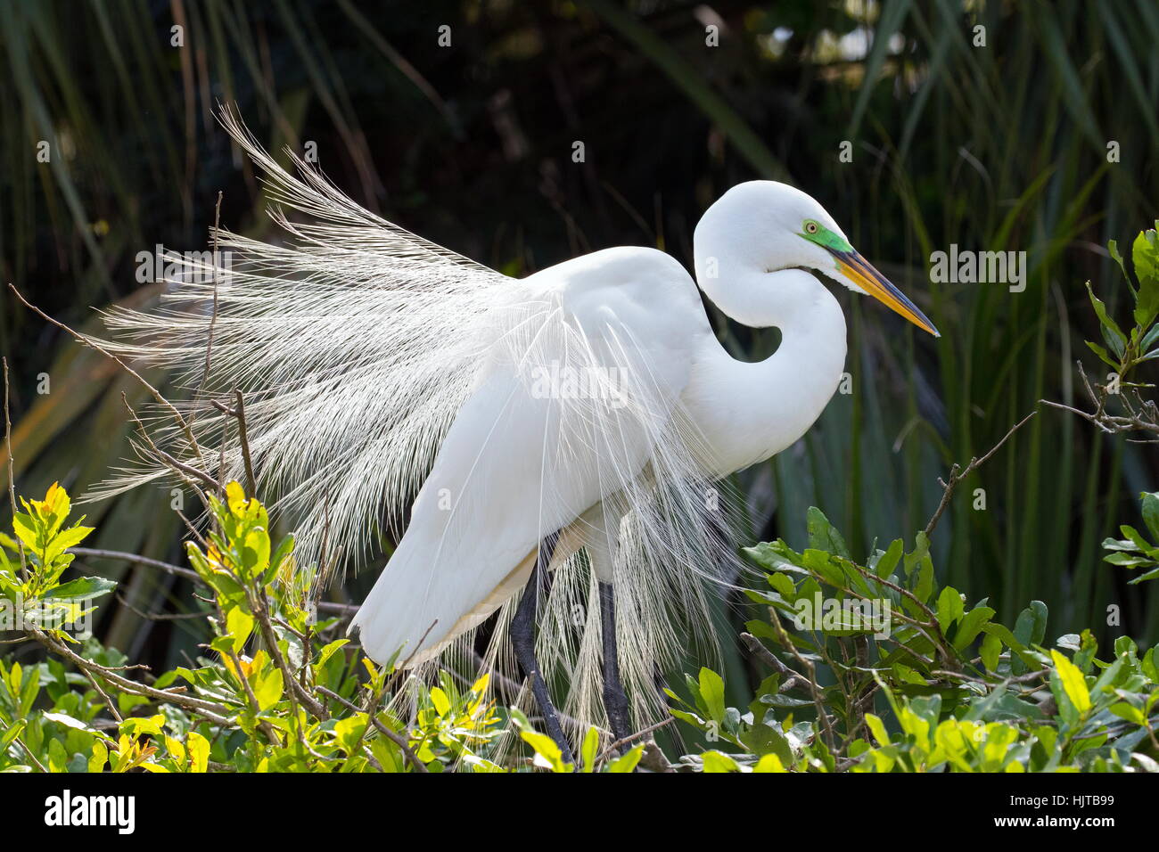 Une grande aigrette Ardea alba, dans l'élevage. Banque D'Images