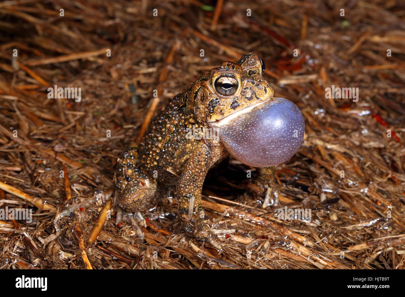 Un crapaud sud, Anaxyrus terrestris, appelant à un mate dans une pluie extérieure. Banque D'Images