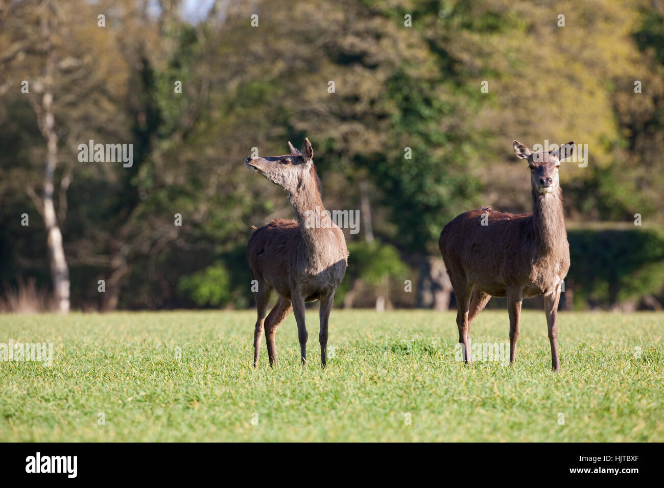 Red Deer (Cervus elaphus). Hinds. Émergeant de couverture forestière pour se nourrir de la récolte céréalière d'hiver semées. Ingham. Le Norfolk. Avril. Banque D'Images