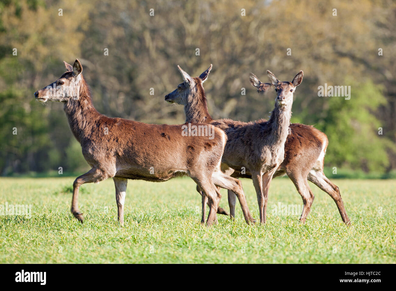 Hinds Red Deer (Cervus elaphus). Dans le passage ouvert, un champ de céréales semées à l'automne. Changer de direction ; Avril. Au printemps. Le Norfolk. UK. Banque D'Images