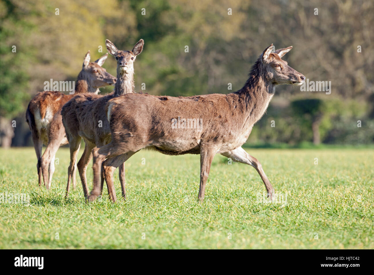 Red Deer (Cervus elaphus). Hinds en plein d'un champ de céréales arables. Tous les sens alertés. Au printemps. Avril. Le Norfolk. L'East Anglia, Royaume-Uni. Banque D'Images