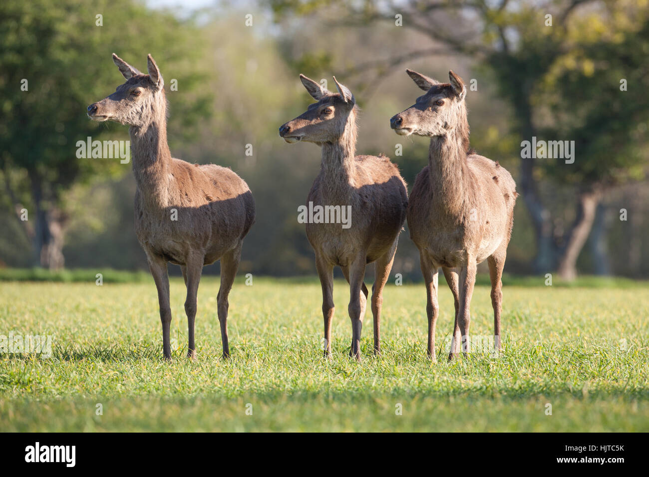 Red Deer (Cervus elaphus). Trois Hinds. "Attention". Les yeux 'juste'. Photographié à partir de la fenêtre de la voiture "cacher". Avril. Au printemps. Le Norfolk. UK. Banque D'Images
