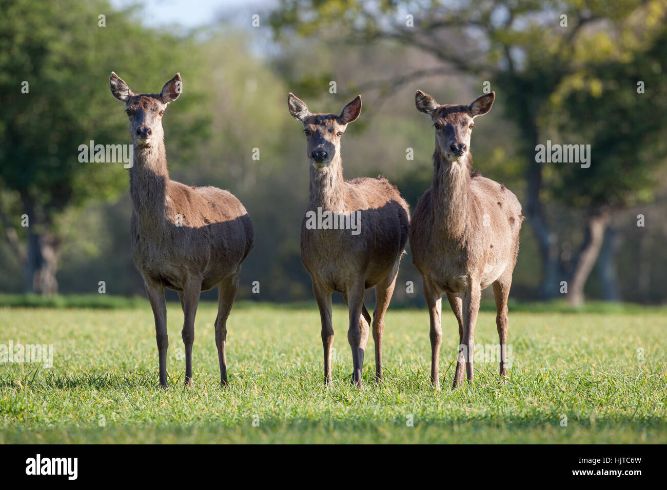 Red Deer (Cervus elaphus). Trois Hinds. À 'attention'. Pris dans l'ouvert, photographié à partir de la fenêtre de la voiture "cacher". Avril. Le Norfolk. UK. Banque D'Images