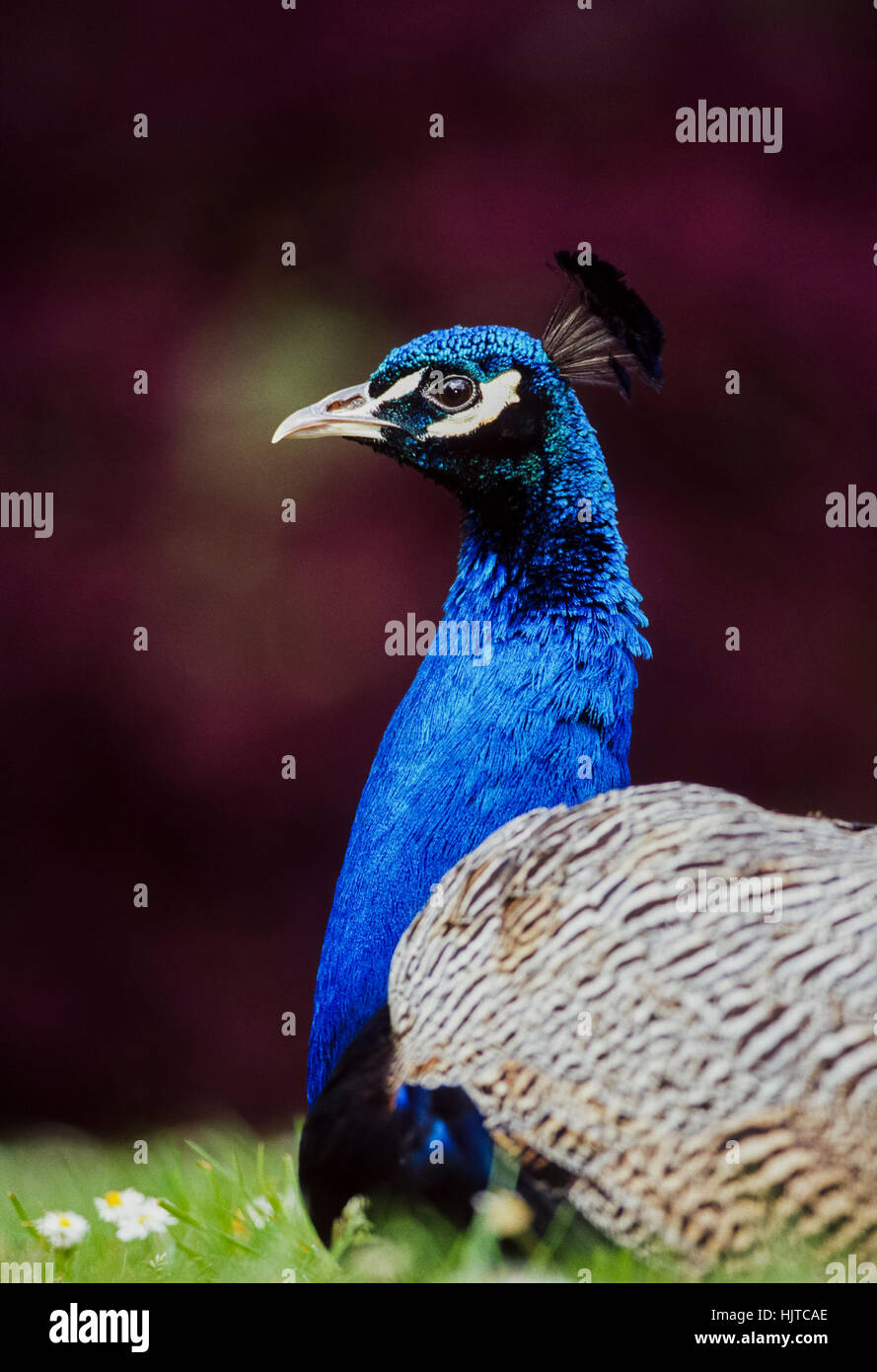 Paon indien, (Pavo cristatus), les jardins de Kew, Royaume-Uni Banque D'Images