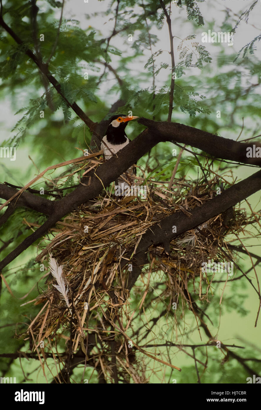 Pied, Myna(Sturnus contra ou Gracupica contra),perché à côté de son nid, le parc national de Keoladeo Ghana, Inde Banque D'Images