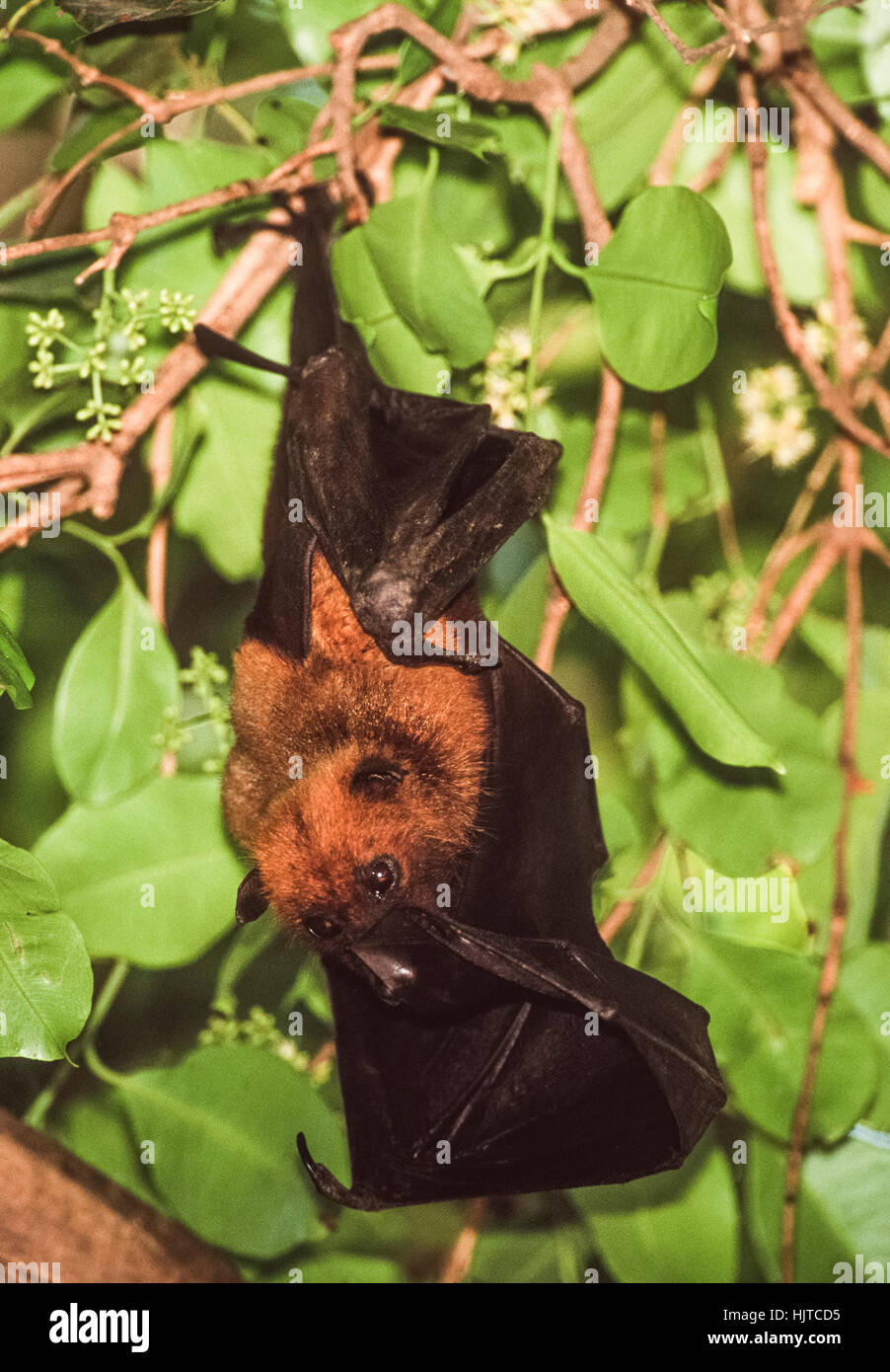 Flying Fox indien ou plus, les Indiens(pteropus giganteus), perchoirs dans un arbre pendant la journée,Rajasthan, Inde Banque D'Images