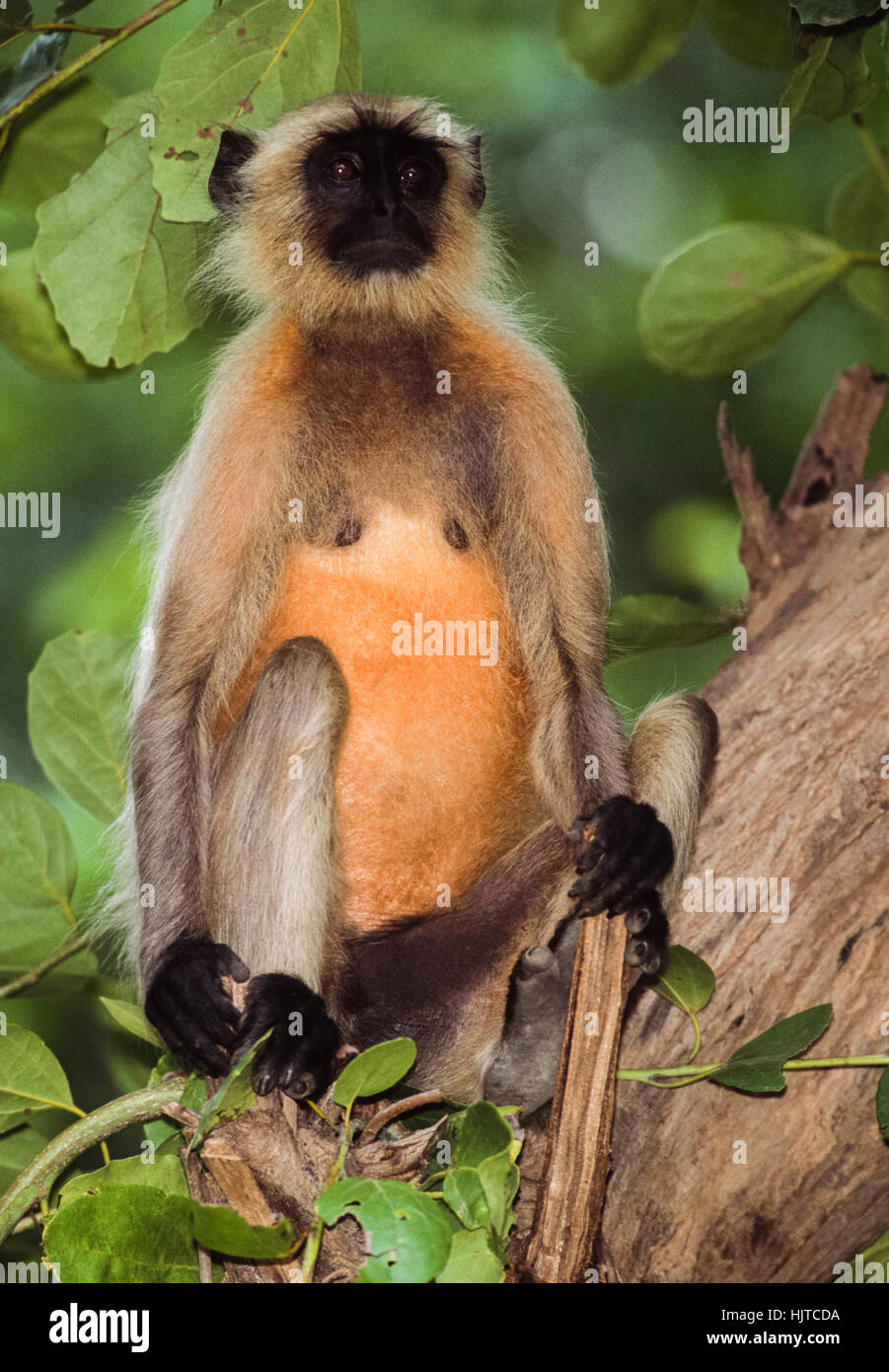 Langur Hanuman Langur, ou Gris (Semnopithecus animaux singe), assis dans un arbre banyan, Rajasthan, Inde Banque D'Images
