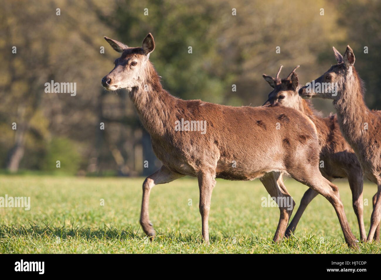 Red Deer (Cervus elaphas). Conduire prudemment, Hind, tous les sens d'alerte, de marcher à travers un champ ouvert. Derrière les moins expérimentés sous-animaux adultes Banque D'Images