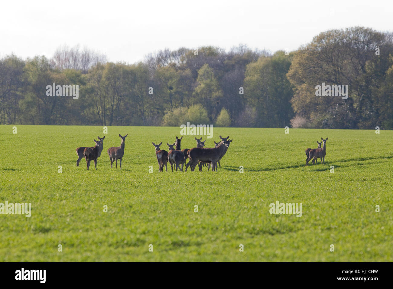 Red Deer (Cervus elaphus). Pris dans l'ouvert, voyager à travers l'automne, la récolte de céréales semées sur leur façon de couverture forestière sur l'horizon. Avril. Banque D'Images