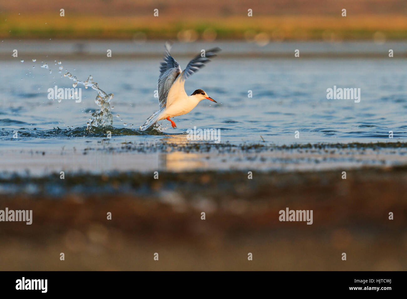 Gull sont ressortis de l'eau avec des ailes propagation,phoenix, oiseau plonge pour pêcher Banque D'Images