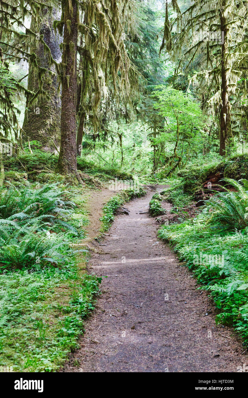 Hoh Rainforest Trail. Montagnes Olympiques. Le Parc National Olympique. La péninsule olympique, dans l'État de Washington. Aventures en plein air. Banque D'Images