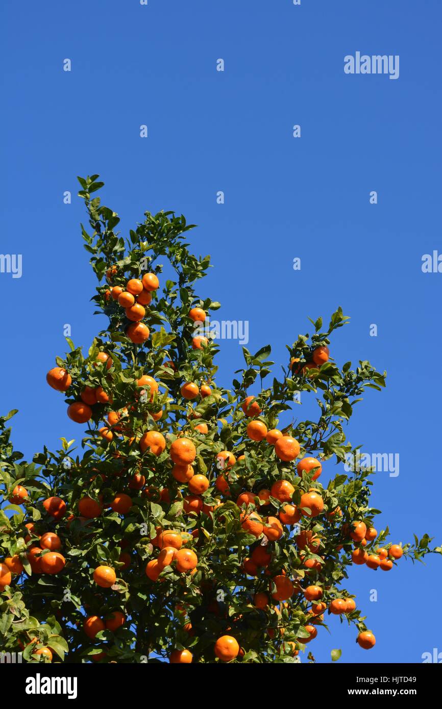 Oranges clémentines sur l'arbre sur fond de ciel bleu, mûr et prêt pour la récolte Banque D'Images